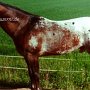 Appaloosa 2 (2)